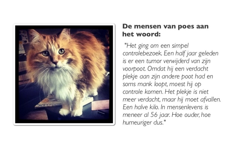 foto van kat met citaat