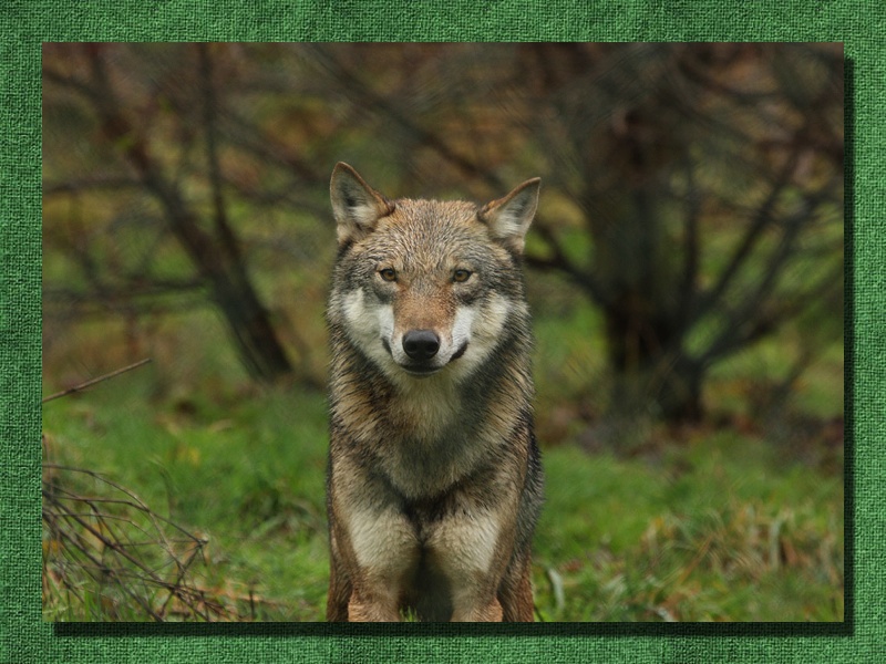 De wolf is terug in Nederland
