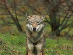 De wolf is terug in Nederland