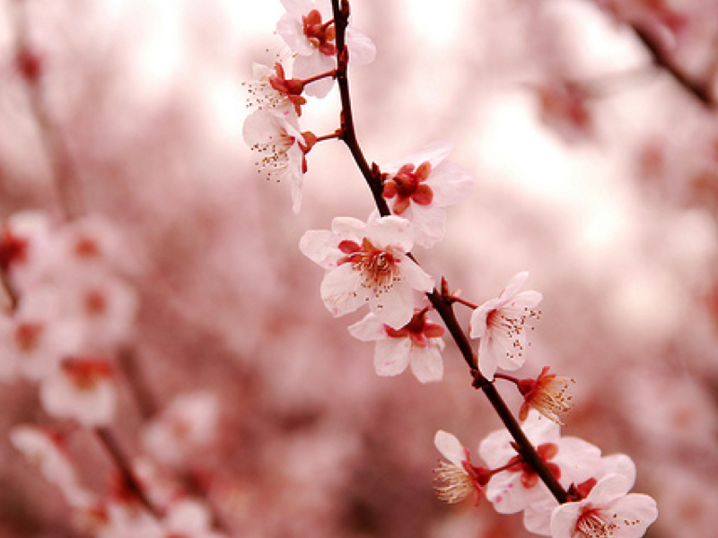 Kersenbloesem - Tien dagen