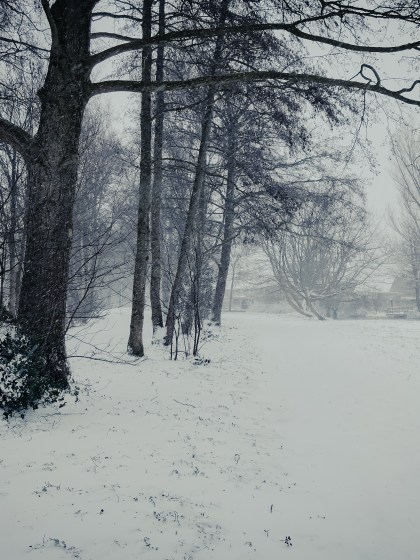 Foto van bomen in de sneeuw