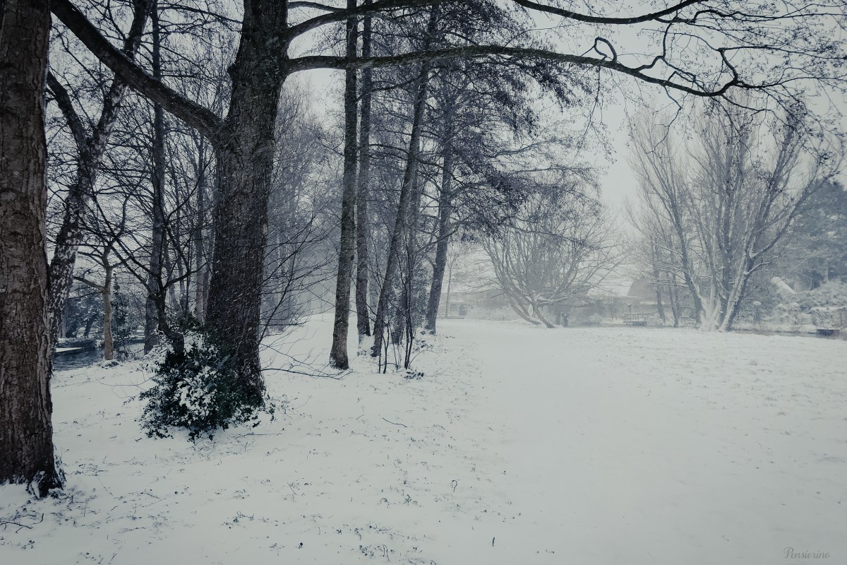 Foto van bomen in de sneeuw