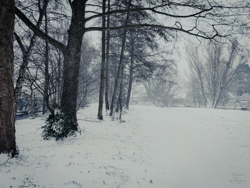 Foto van bomen in de sneeuw